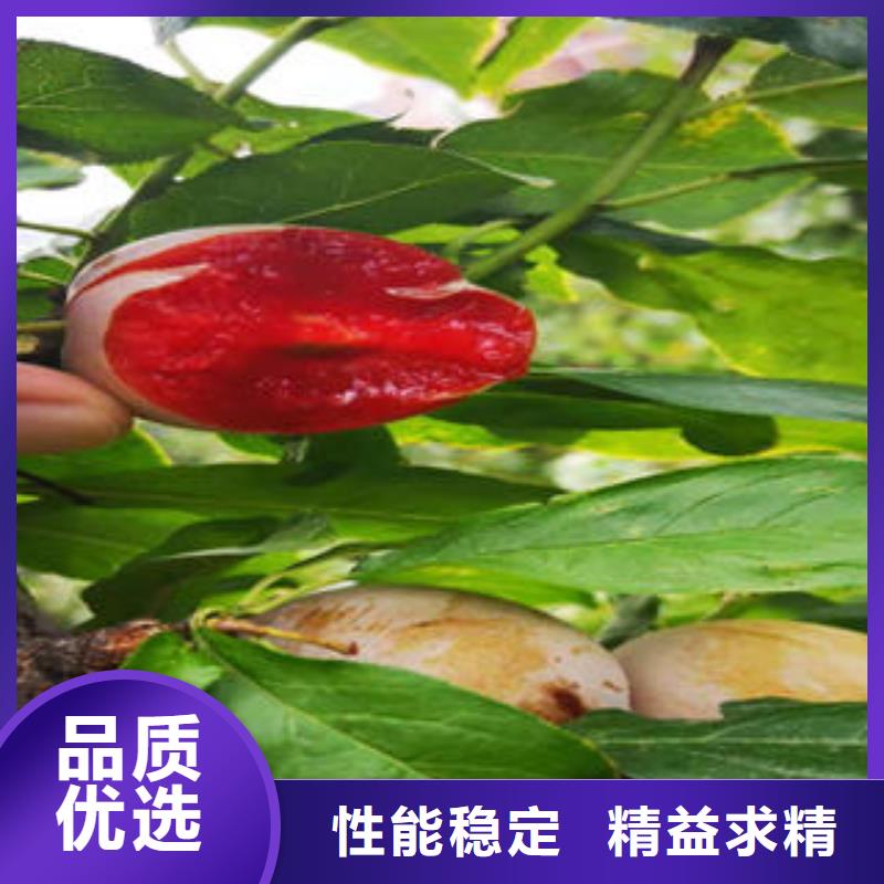 李子苗_花椒苗真诚合作