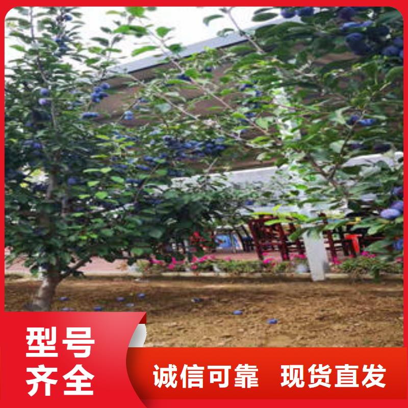经销商【李子苗】_梨树苗设计合理