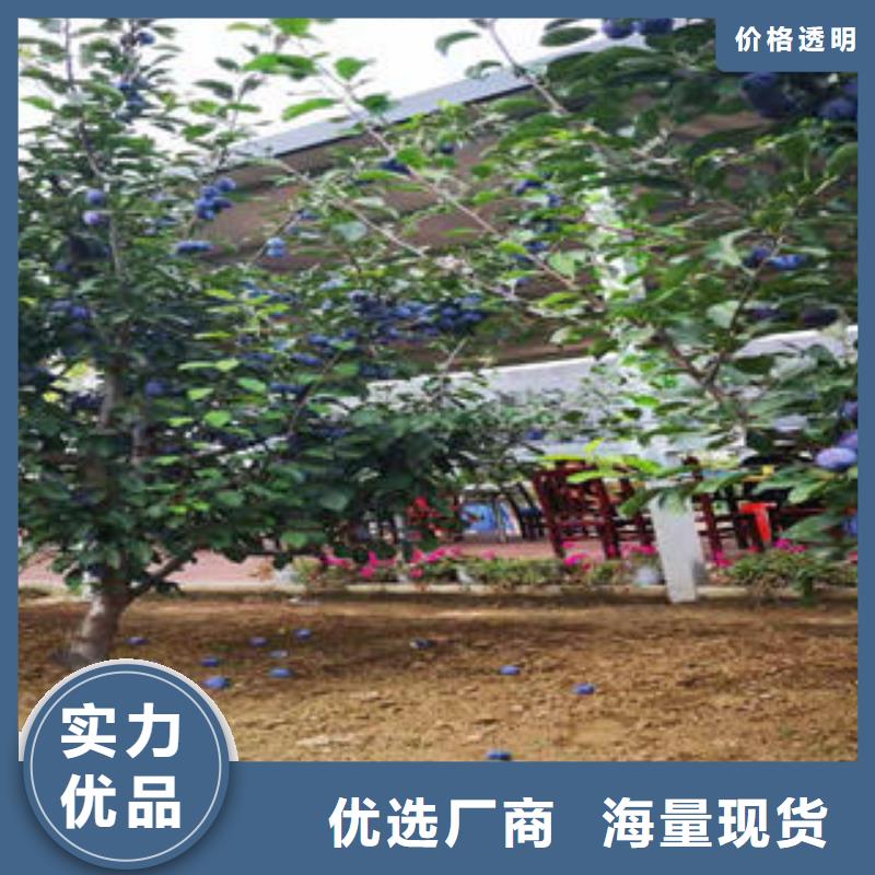0中间商差价【李子苗】蓝莓苗销售的是诚信