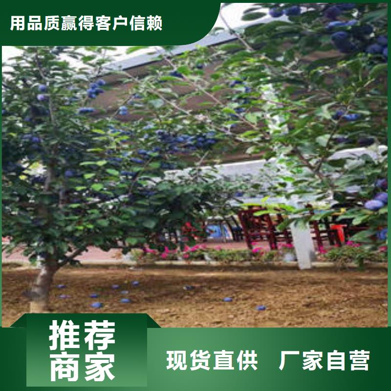 李子苗山楂苗快速生产