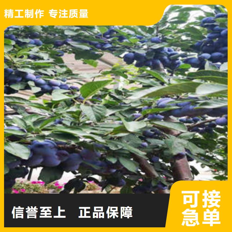 李子苗梨树苗工艺层层把关