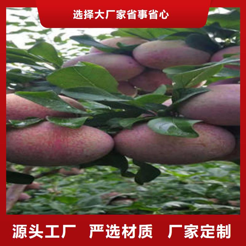 李子苗山楂苗快速生产