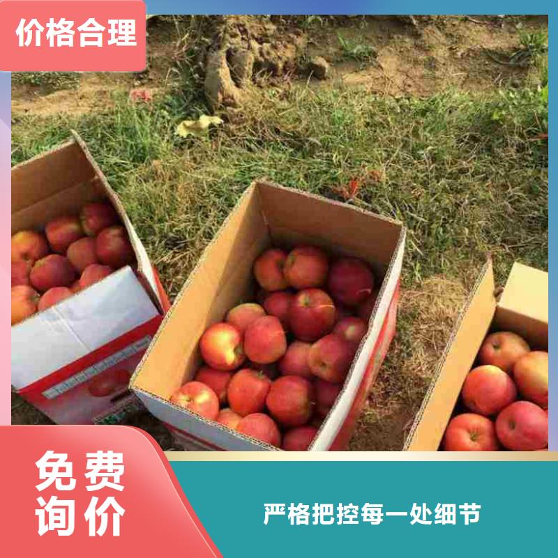 兴海【 苹果苗-桃树苗销售的是诚信】