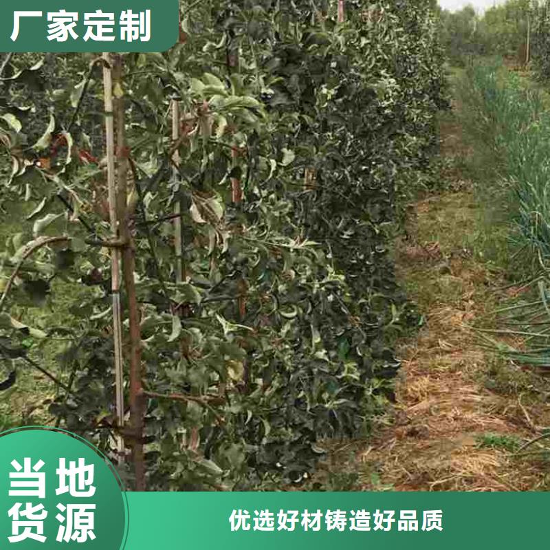 【实体厂家大量现货 苹果苗 桃树苗产地工厂】-当地用途广泛-产品资讯