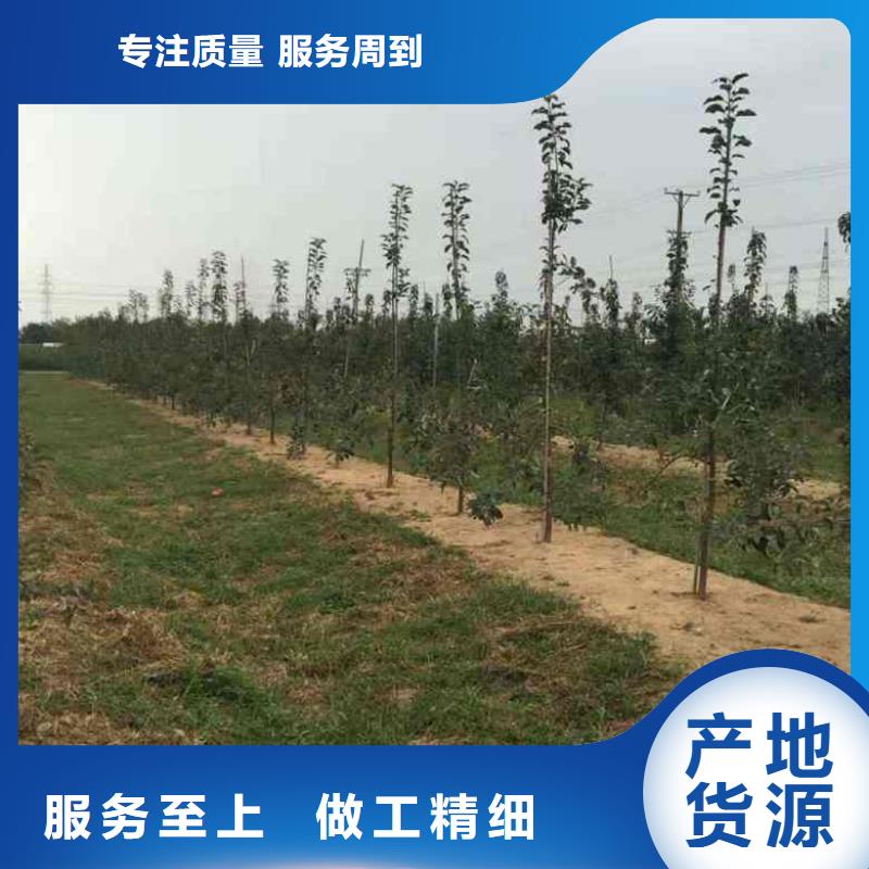 苹果苗桃树苗优选原材