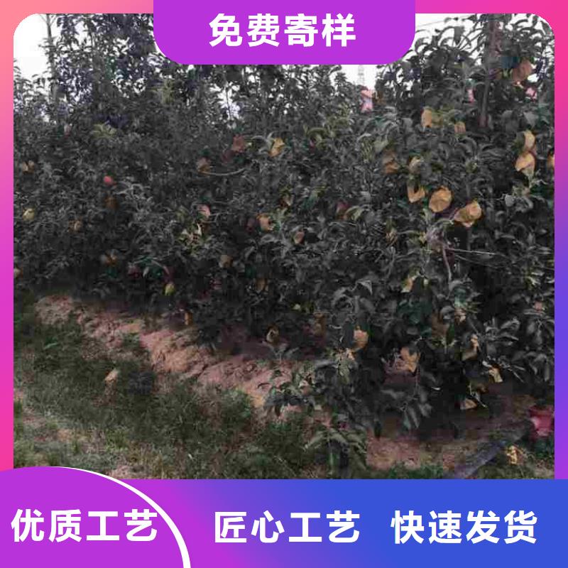 【用品质赢得客户信赖 苹果苗-桃树苗销售的是诚信】-《二八商务》