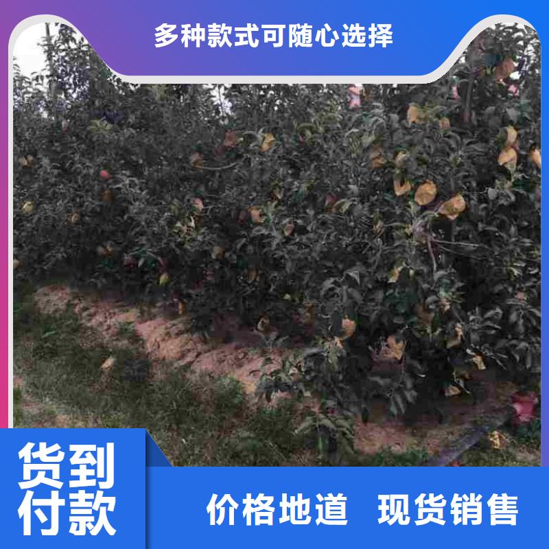 苹果苗_梨树苗信誉至上