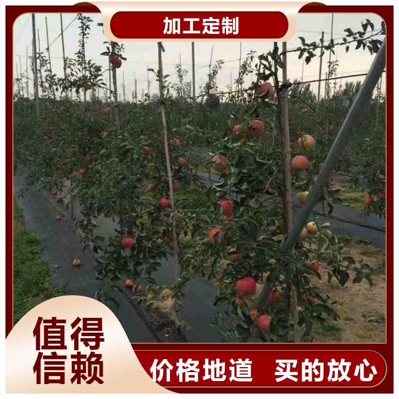 苹果苗_梨树苗信誉至上