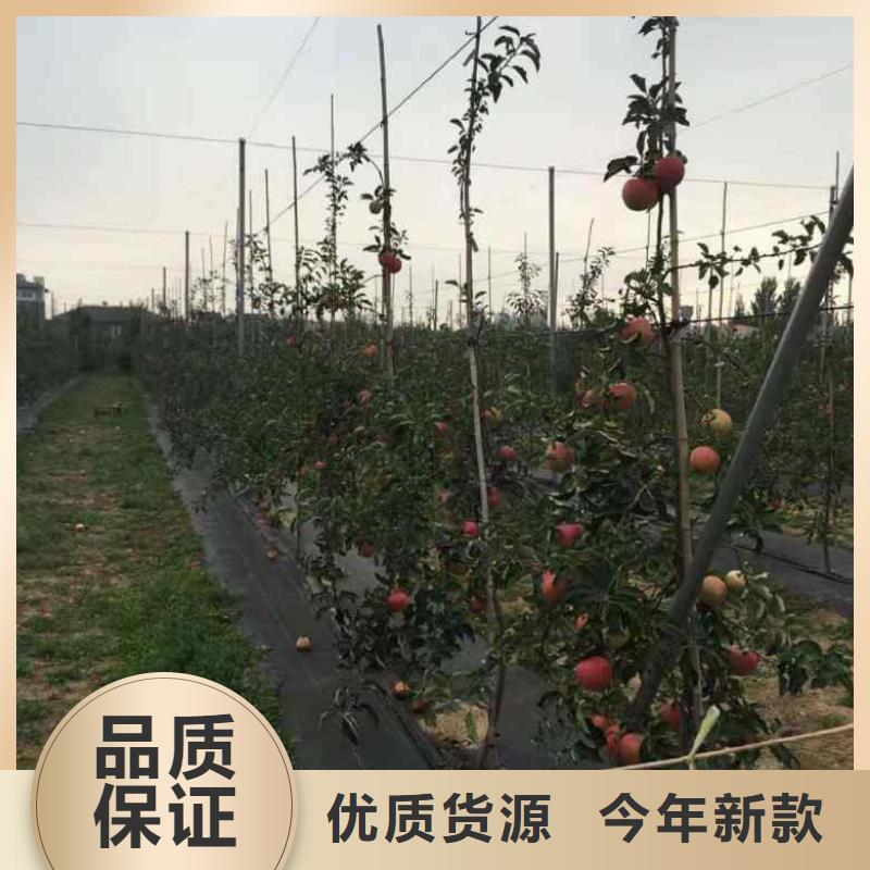 苹果苗-蓝莓苗免费获取报价