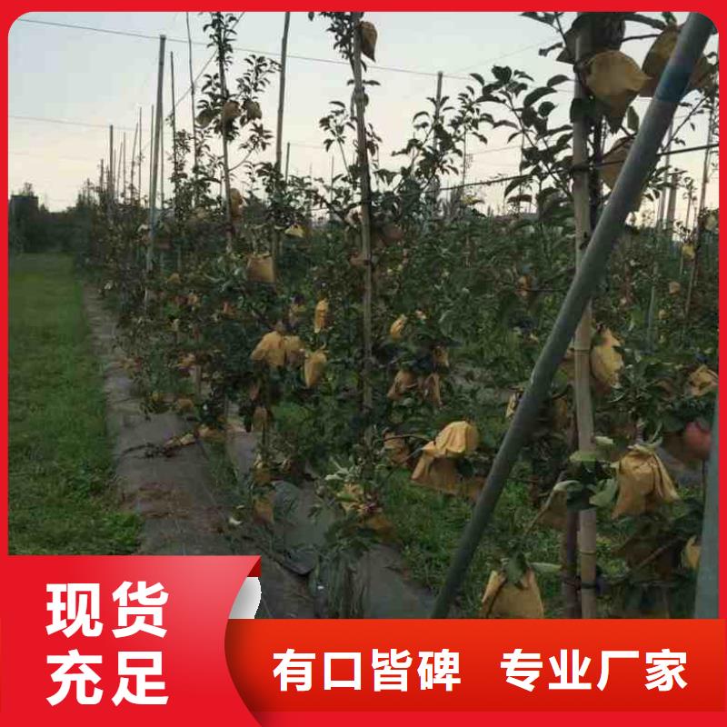 【实体厂家大量现货 苹果苗 桃树苗产地工厂】-当地用途广泛-产品资讯