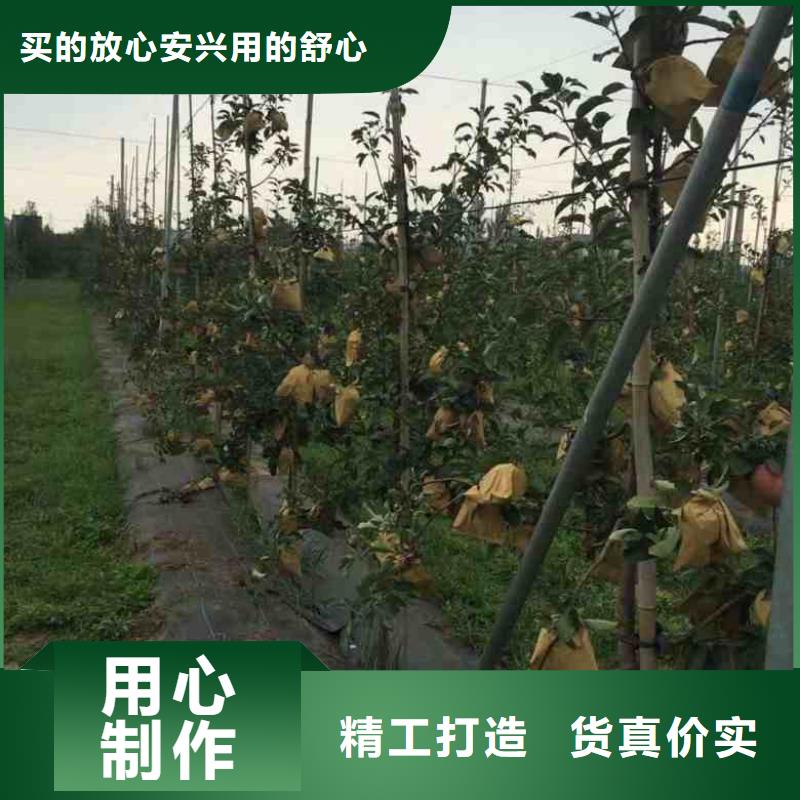 兴海【 苹果苗 桃树苗产地工厂】
