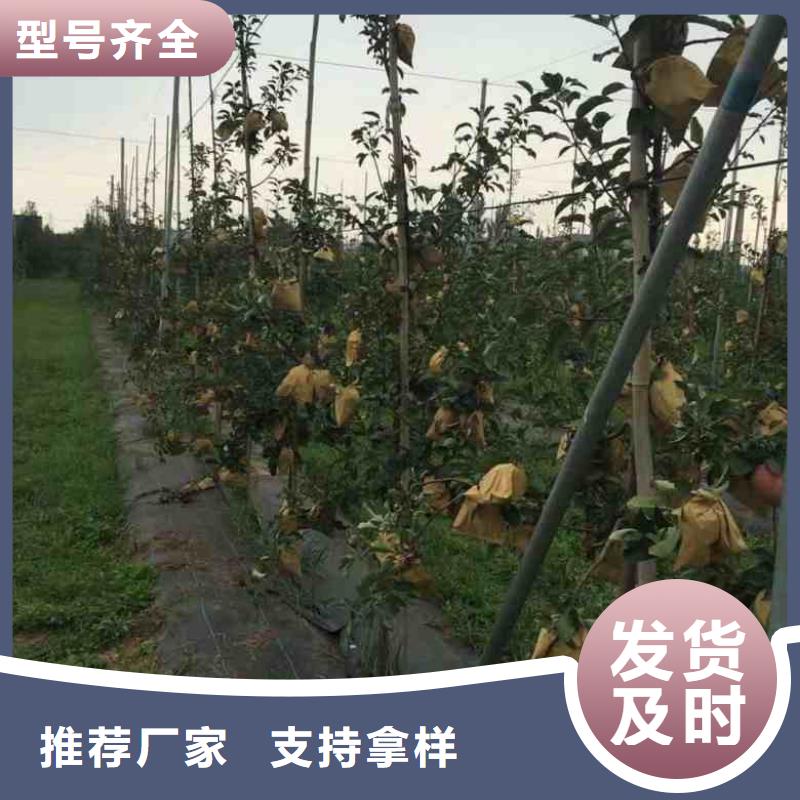 【苹果苗花椒苗现货销售】