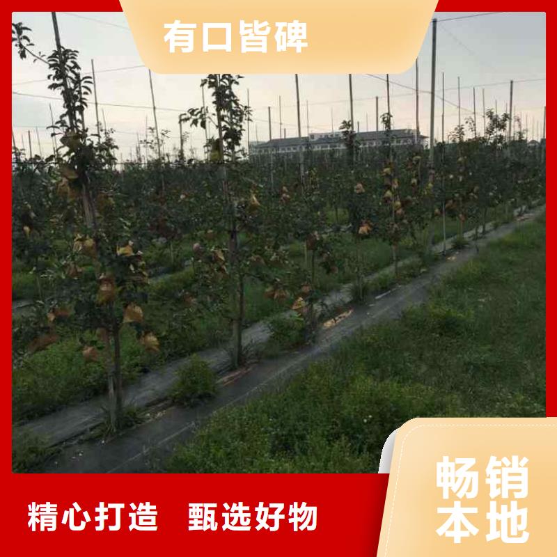 【实体厂家大量现货 苹果苗 桃树苗产地工厂】-当地用途广泛-产品资讯
