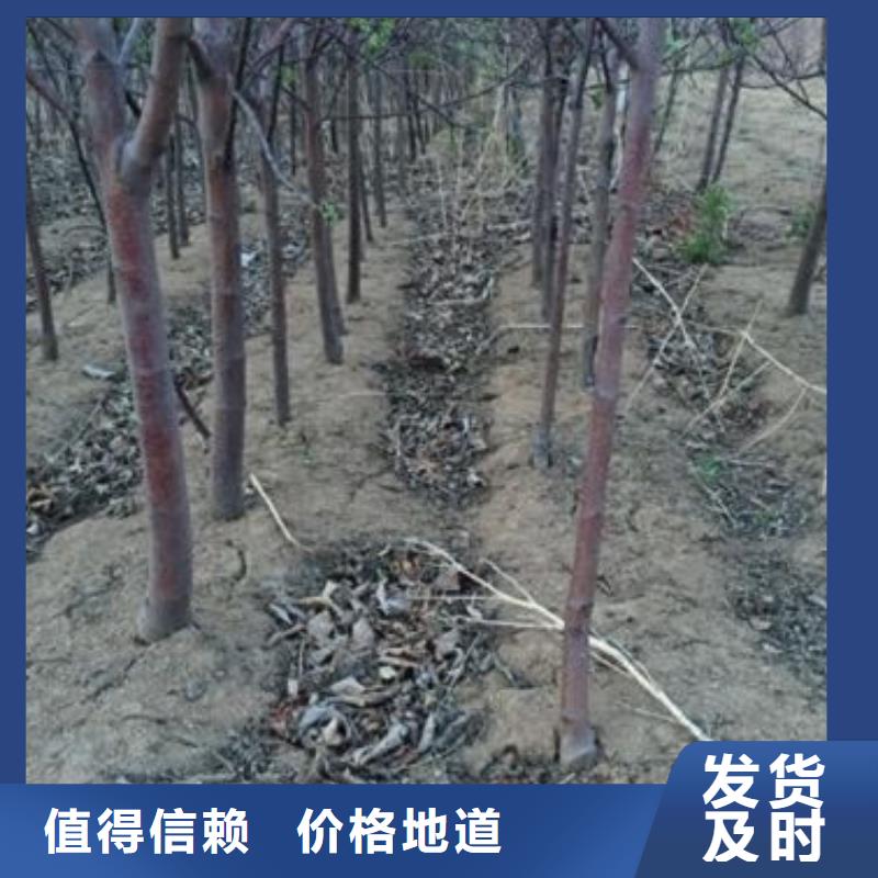 苹果苗板栗苗品质之选
