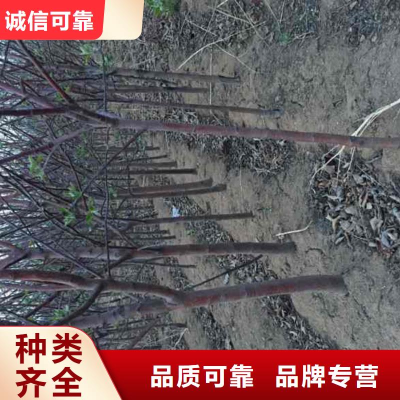【苹果苗】_葡萄苗供应采购