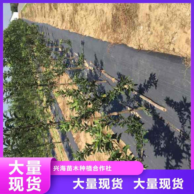 苹果苗板栗苗品质之选