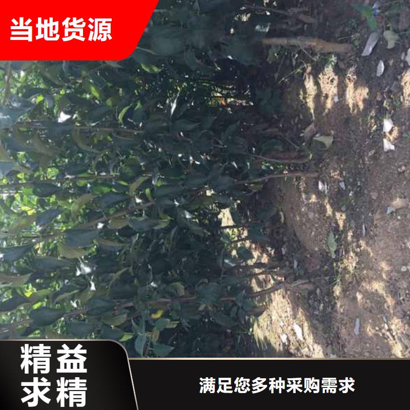 苹果苗葡萄苗从厂家买售后有保障