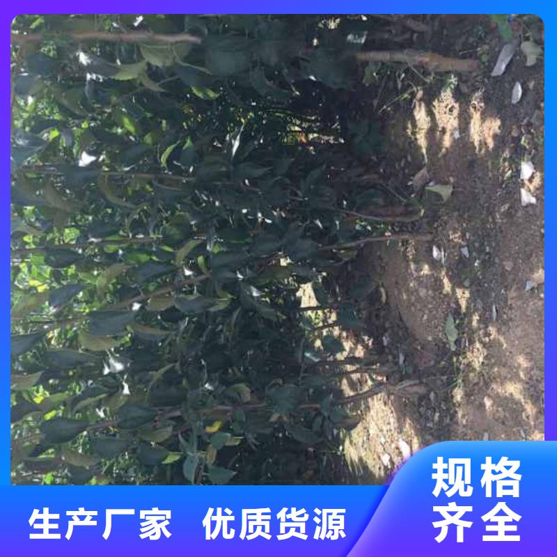 【实体厂家大量现货 苹果苗 桃树苗产地工厂】-当地用途广泛-产品资讯