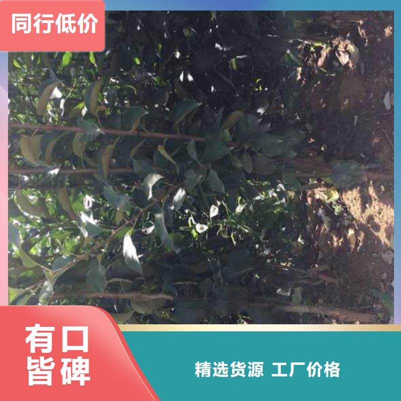 兴海工厂现货供应 苹果苗 【蓝莓苗】讲信誉保质量、用心细节-(当地)厂家