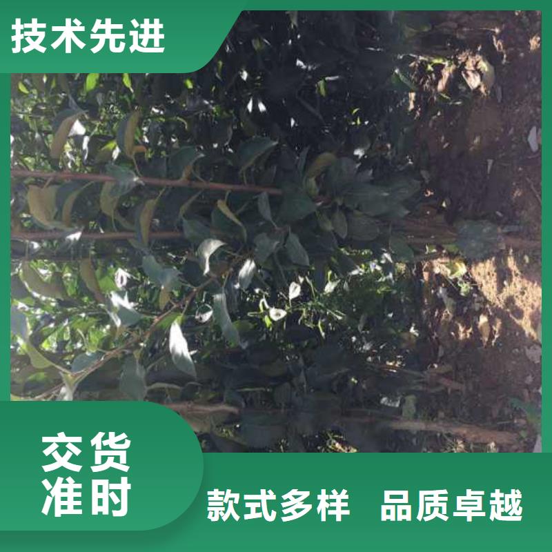 苹果苗-蓝莓苗免费获取报价