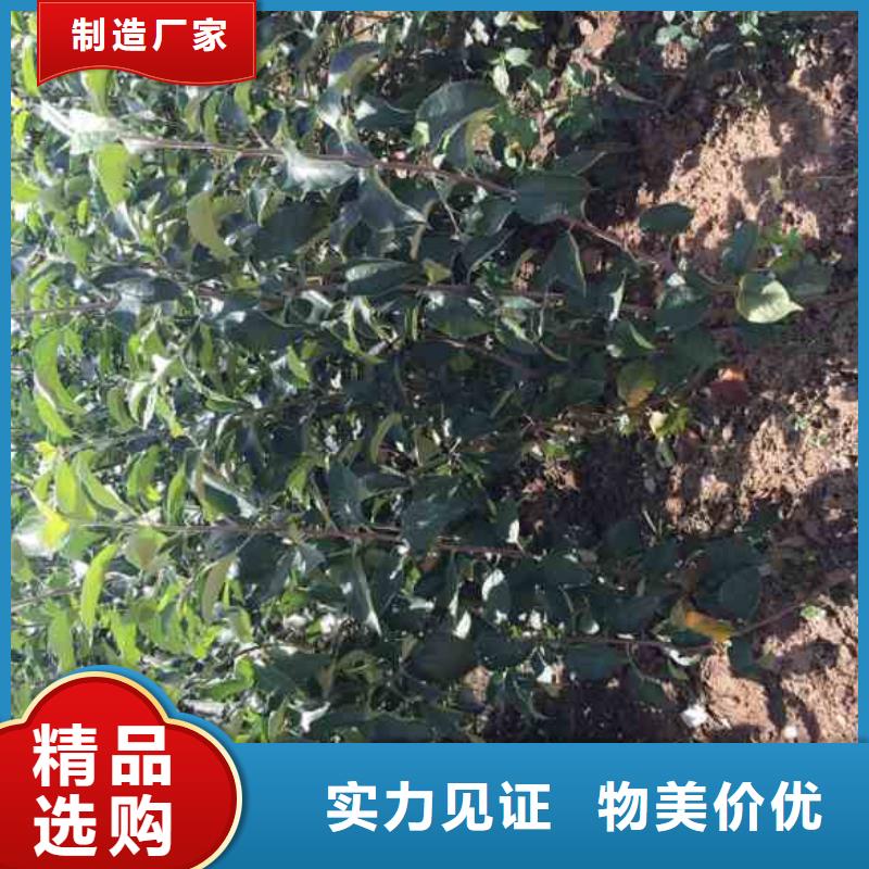 苹果苗葡萄苗从厂家买售后有保障