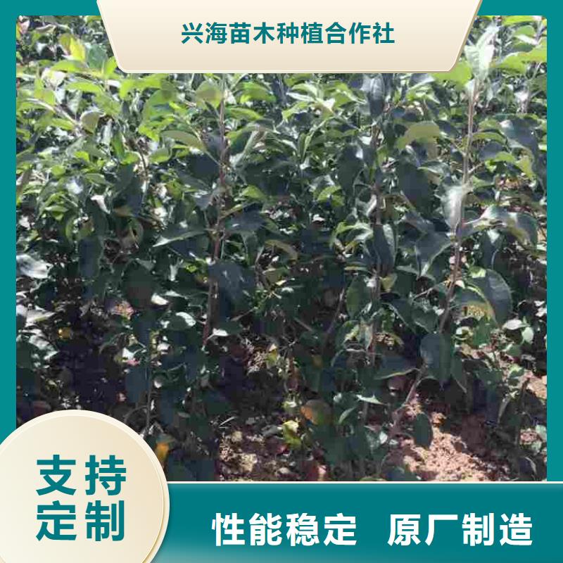 兴海工厂现货供应 苹果苗 【蓝莓苗】讲信誉保质量、用心细节-(当地)厂家