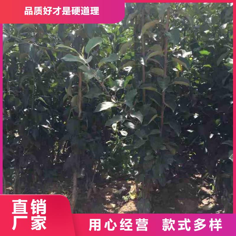 苹果苗_梨树苗信誉至上