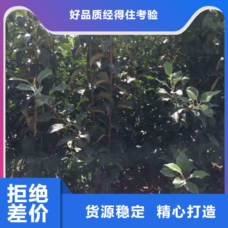 【实体厂家大量现货 苹果苗 桃树苗产地工厂】-当地用途广泛-产品资讯
