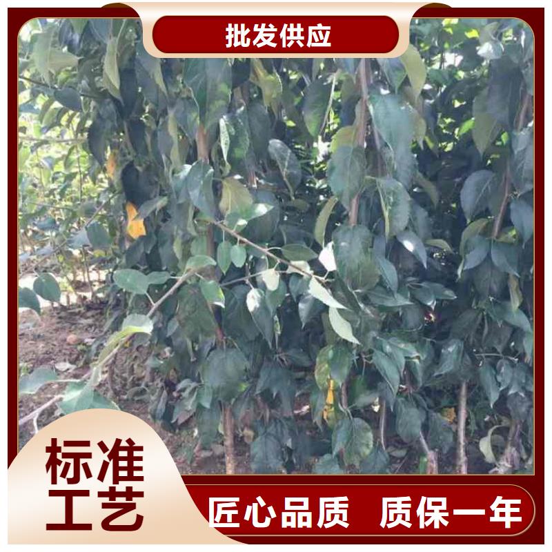 兴海工厂现货供应 苹果苗 【蓝莓苗】讲信誉保质量、用心细节-(当地)厂家