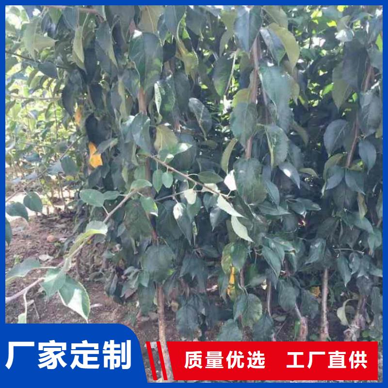 苹果苗_蓝莓苗厂家直销供货稳定