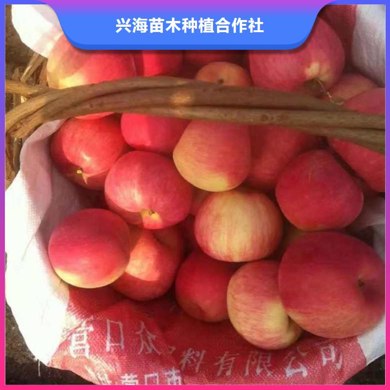 【实体厂家大量现货 苹果苗 桃树苗产地工厂】-当地用途广泛-产品资讯