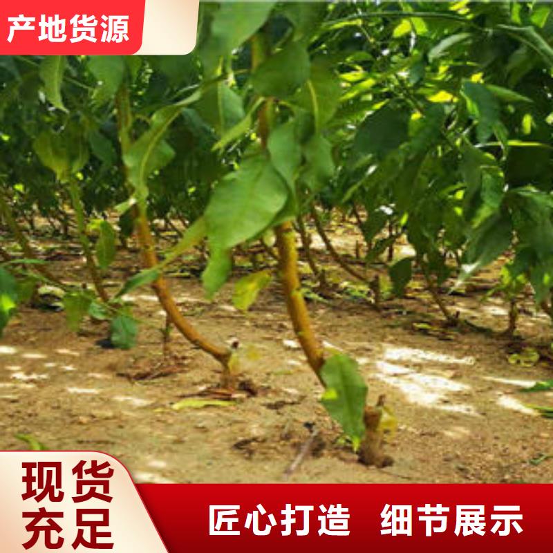 葡萄苗【板栗苗】超产品在细节