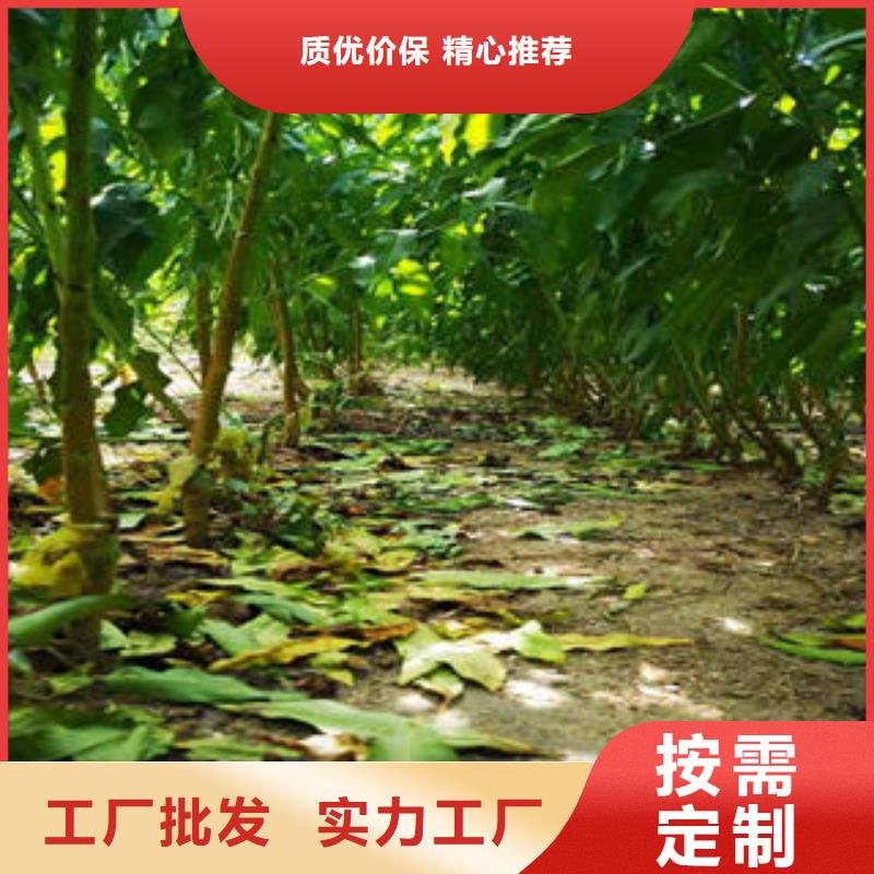 【葡萄苗】-山楂苗精挑细选好货同城品牌