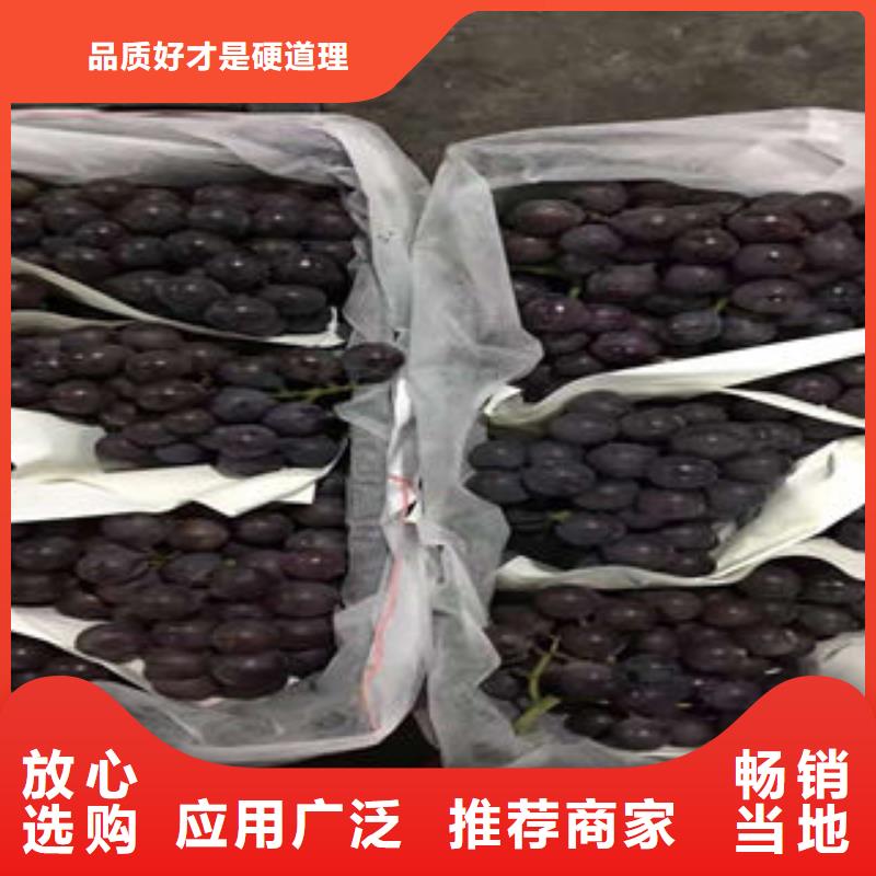 本地 {兴海}优选好材铸造好品质【葡萄苗】-山楂苗精挑细选好货