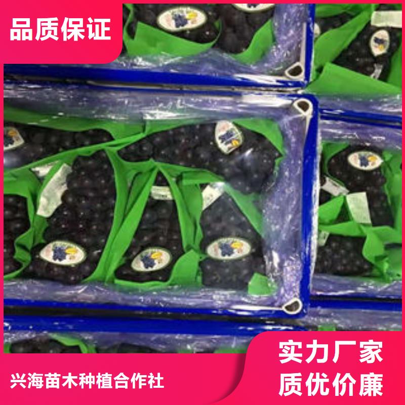 葡萄苗梨树苗产品参数