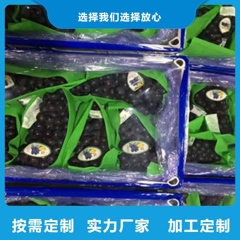 葡萄苗 【板栗苗】当日价格同城品牌