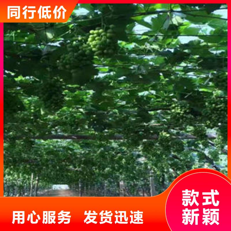 葡萄苗_梨树苗源头把关放心选购
