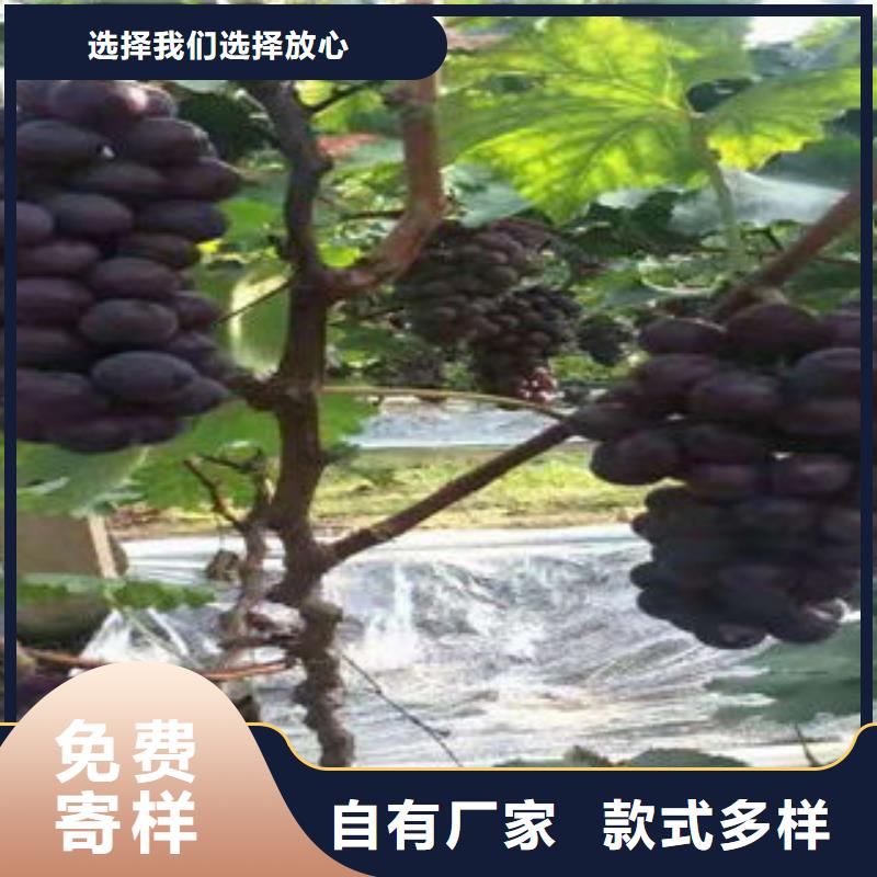 葡萄苗 【板栗苗】当日价格同城品牌