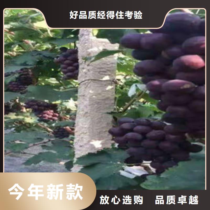 葡萄苗【板栗苗】超产品在细节