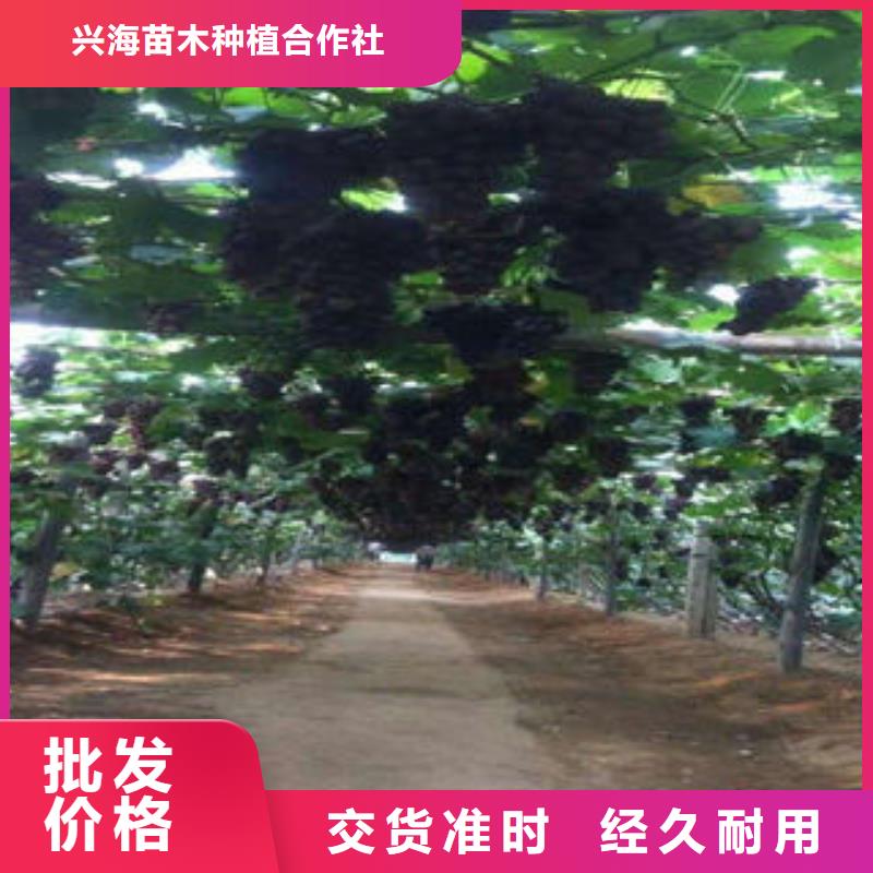 供货及时 葡萄苗 【板栗苗】当日价格-二八商务