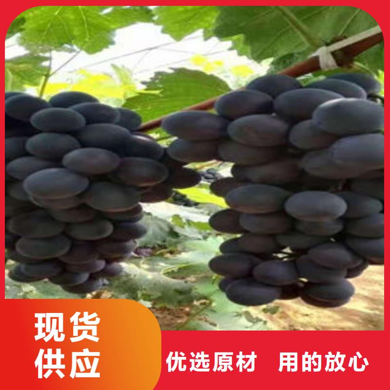 【葡萄苗】梨树苗厂家十分靠谱-兴海苗木种植社(龙岩市分公司)