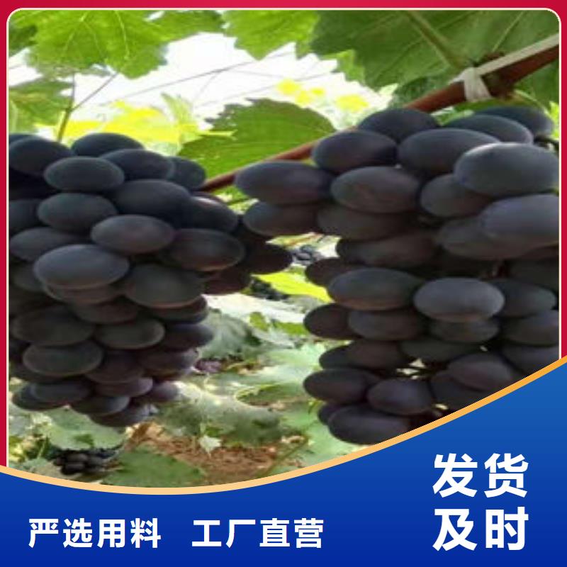 葡萄苗苹果苗好货直供