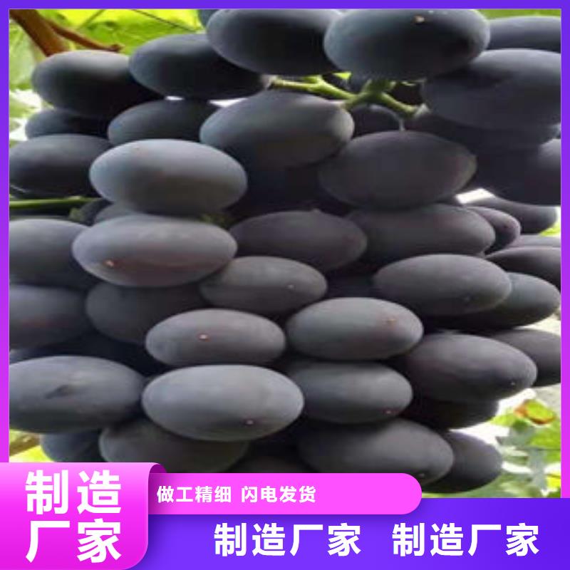 葡萄苗 【板栗苗】当日价格同城品牌