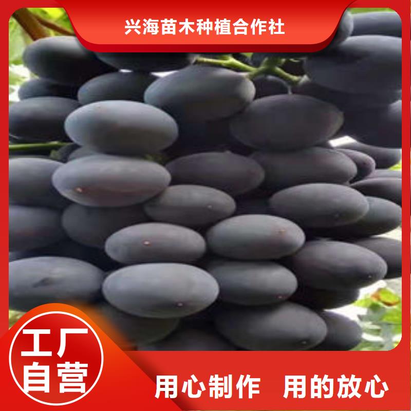 本地 {兴海}优选好材铸造好品质【葡萄苗】-山楂苗精挑细选好货
