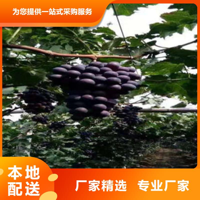 葡萄苗 【板栗苗】当日价格同城品牌
