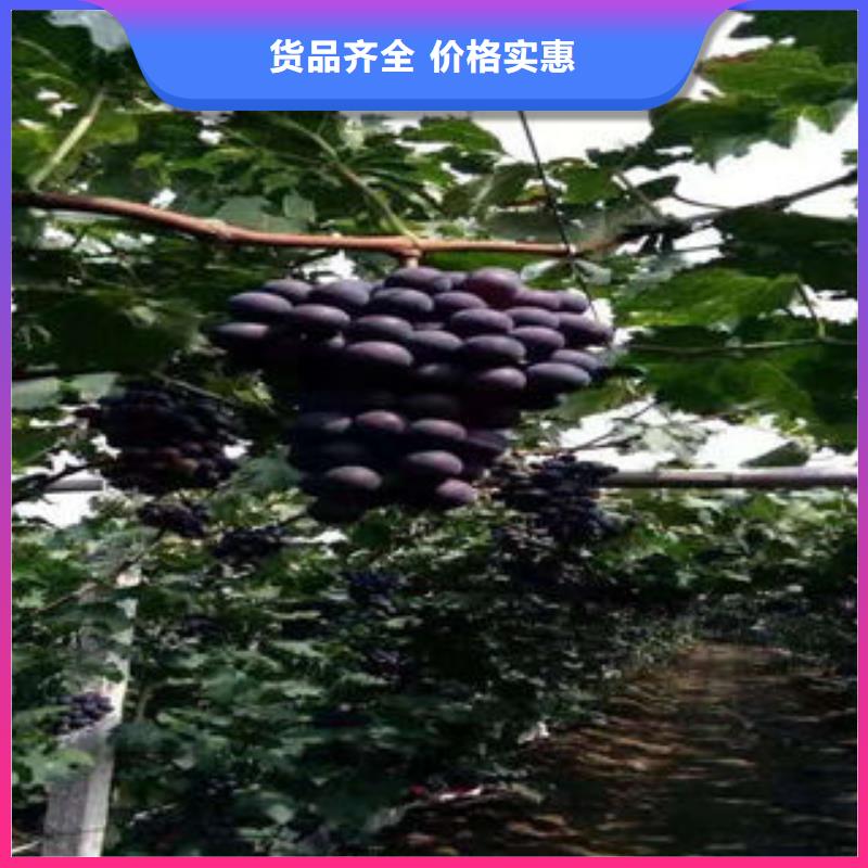 葡萄苗-桃树苗源厂直接供货