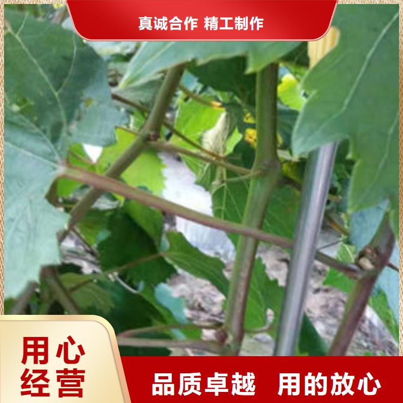 葡萄苗蓝莓苗检验发货