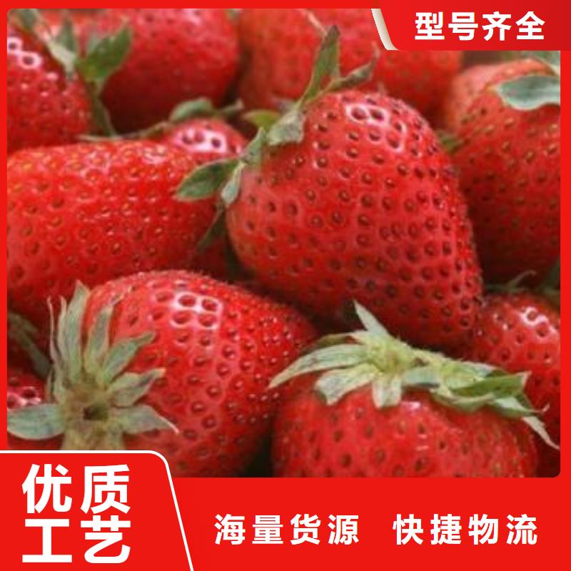 草莓苗桃树苗用心做好每一件产品