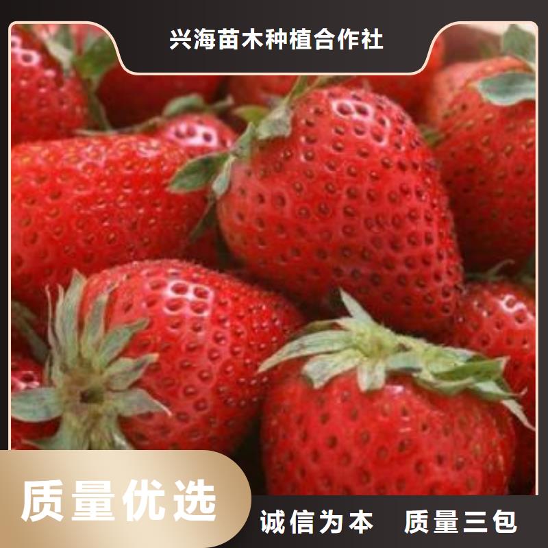 草莓苗梨树苗源头厂家来图定制