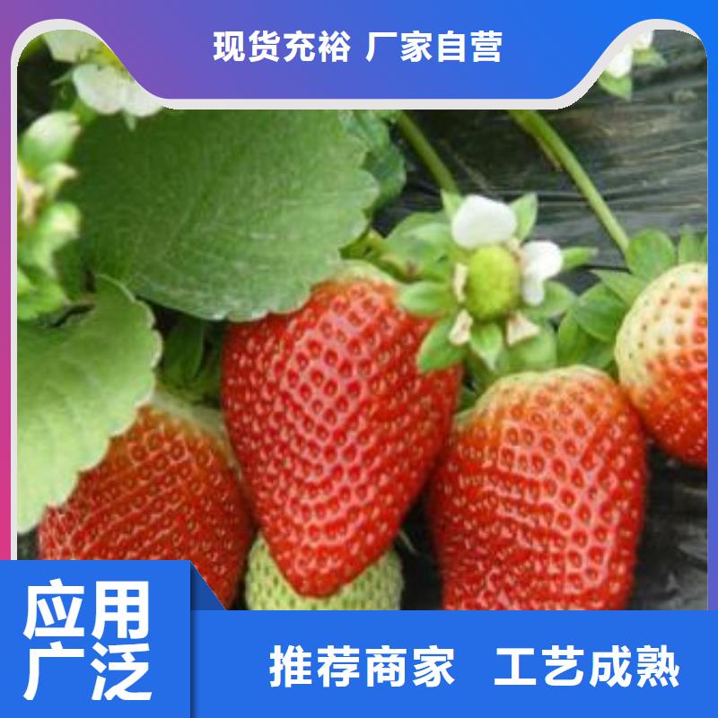 草莓苗核桃苗现货批发